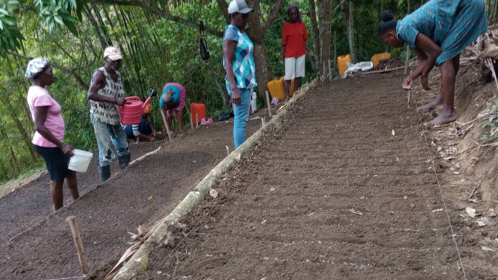 Haiti Reforestation 