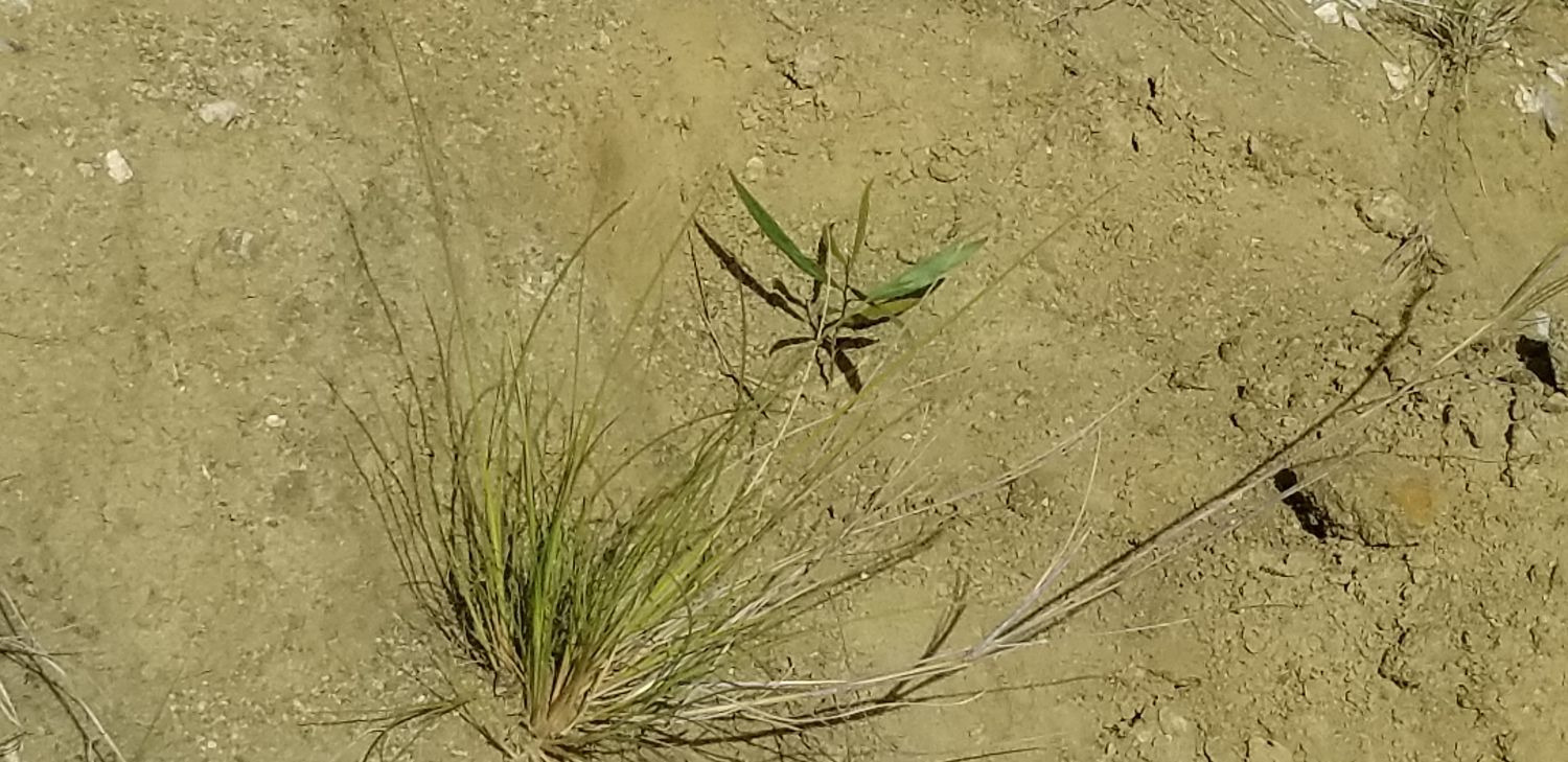 A young tree before being fertilized.  Compare it in size to the vetiver grass that is next to it.