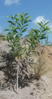 A young tree that has been fertilized with organic fertilizer.  Note its size relative to the vetiver grass!