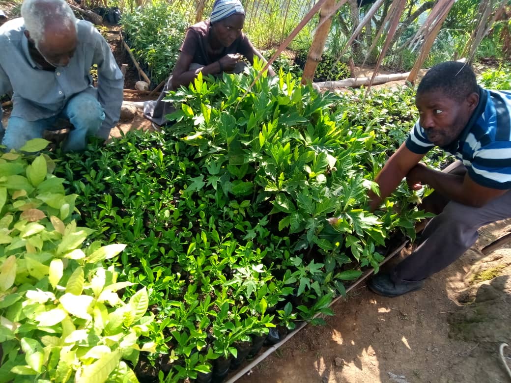 "41 Nurseries hold over 210,000 seedlings for the fall."