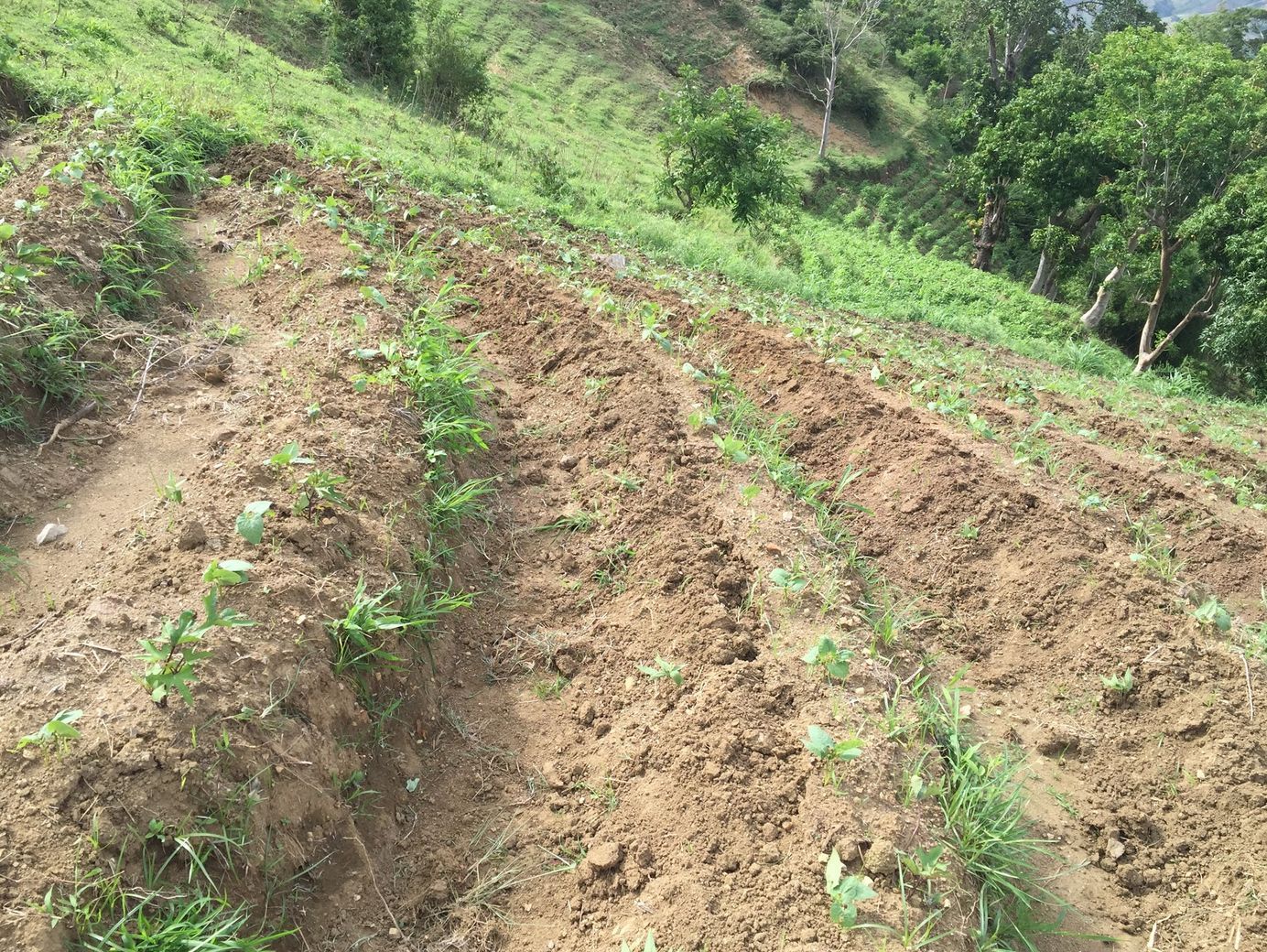 New seedlings planted along carefully prepared ramps.