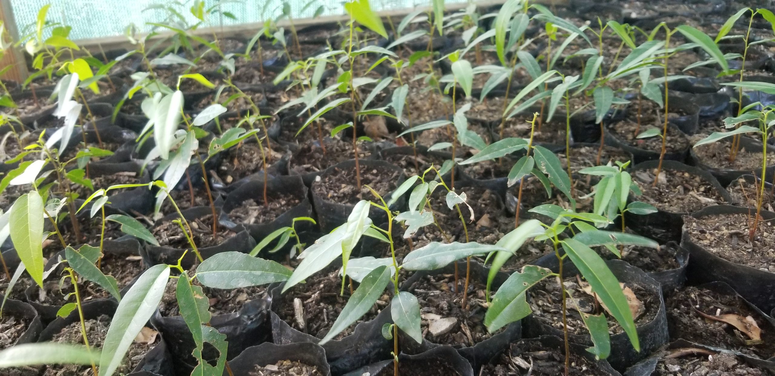 - Mahogany seedlings 3