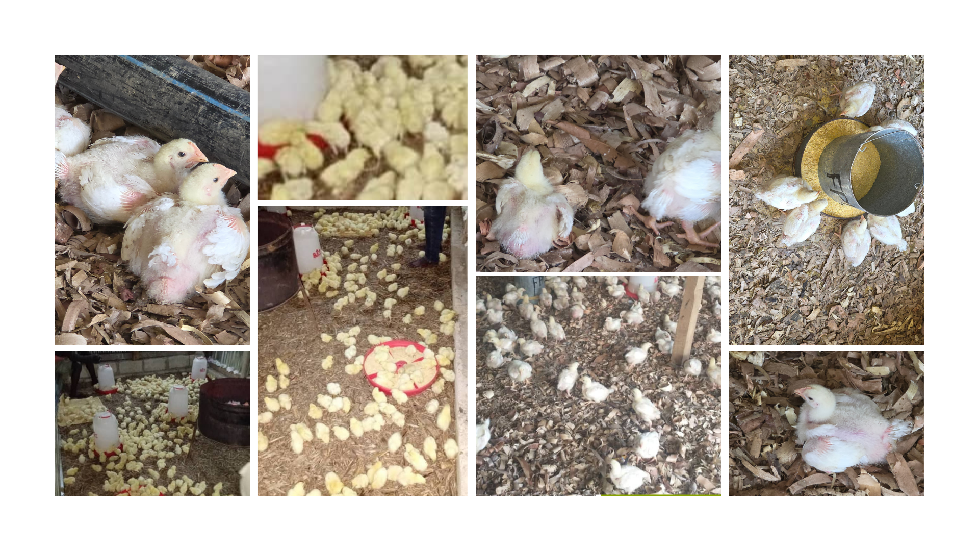 From Fish to Chickens