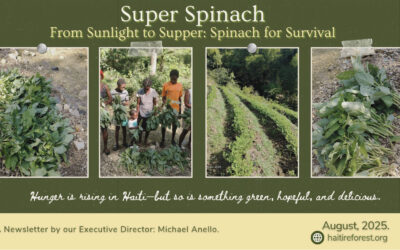 From Sunlight to Supper:  Spinach for Survival