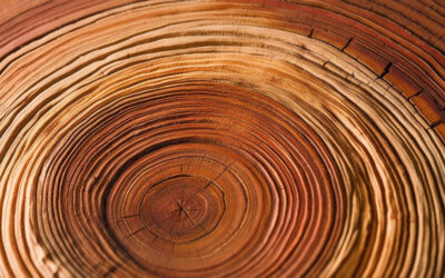 ARBOR DAY:  Planting a Tree Takes 6 Years